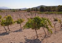 Venta - Terreno - Pinoso - Rural location