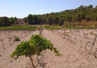 Venta - Terreno - Pinoso - Rural location