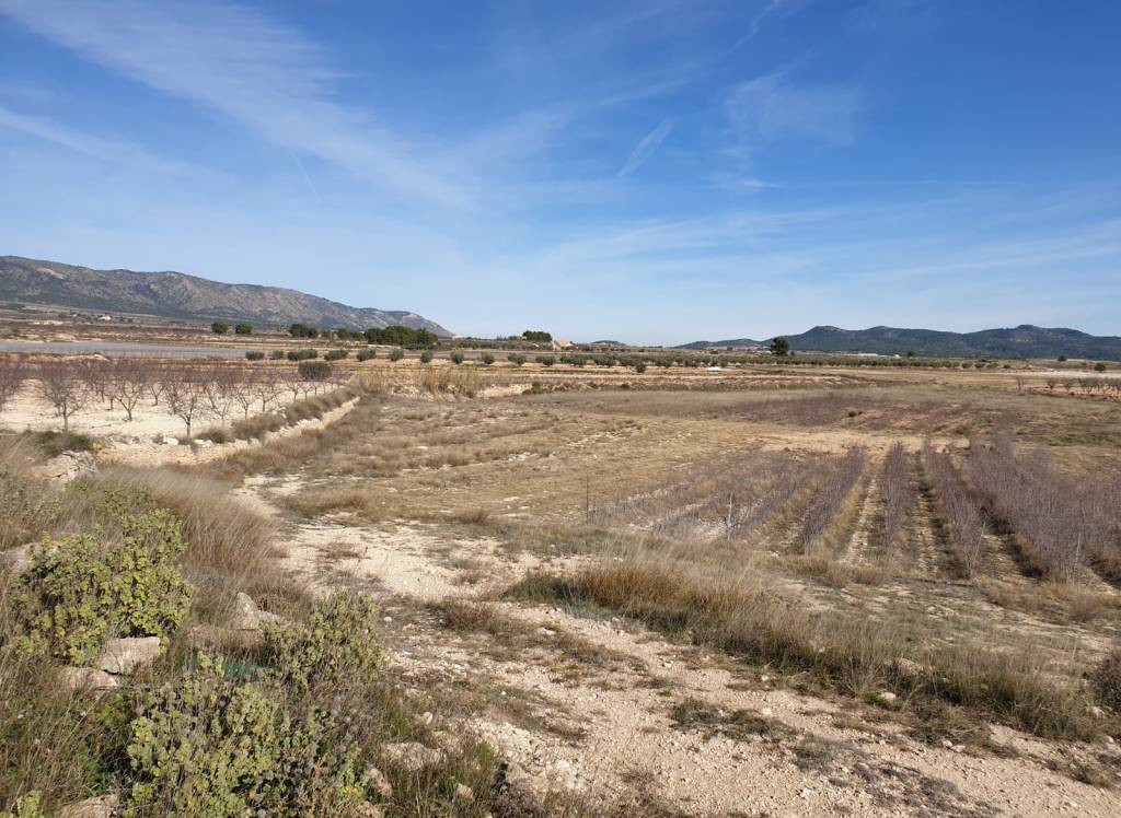 Venta - Terreno - Pinoso - Rural location
