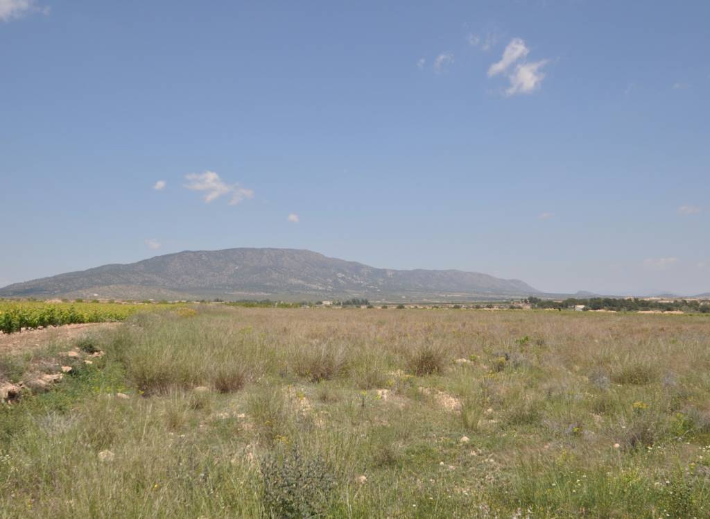 Venta - Terreno - Pinoso - Rural location