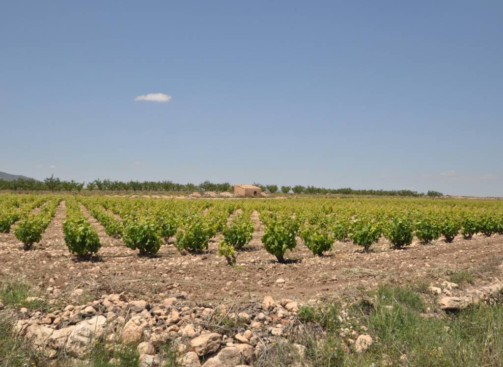Venta - Terreno - Pinoso - Rural location
