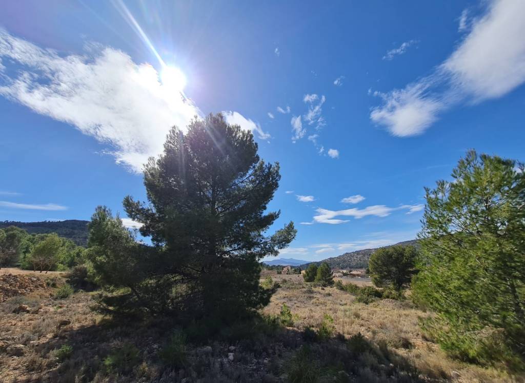 Venta - Terreno - Pinoso - Rural location