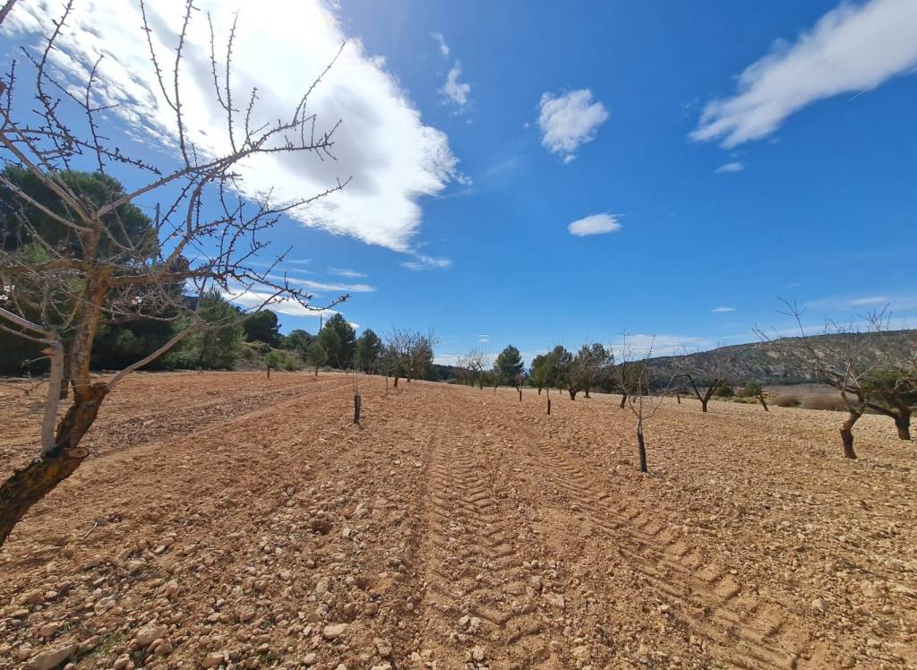 Venta - Terreno - Pinoso - Rural location