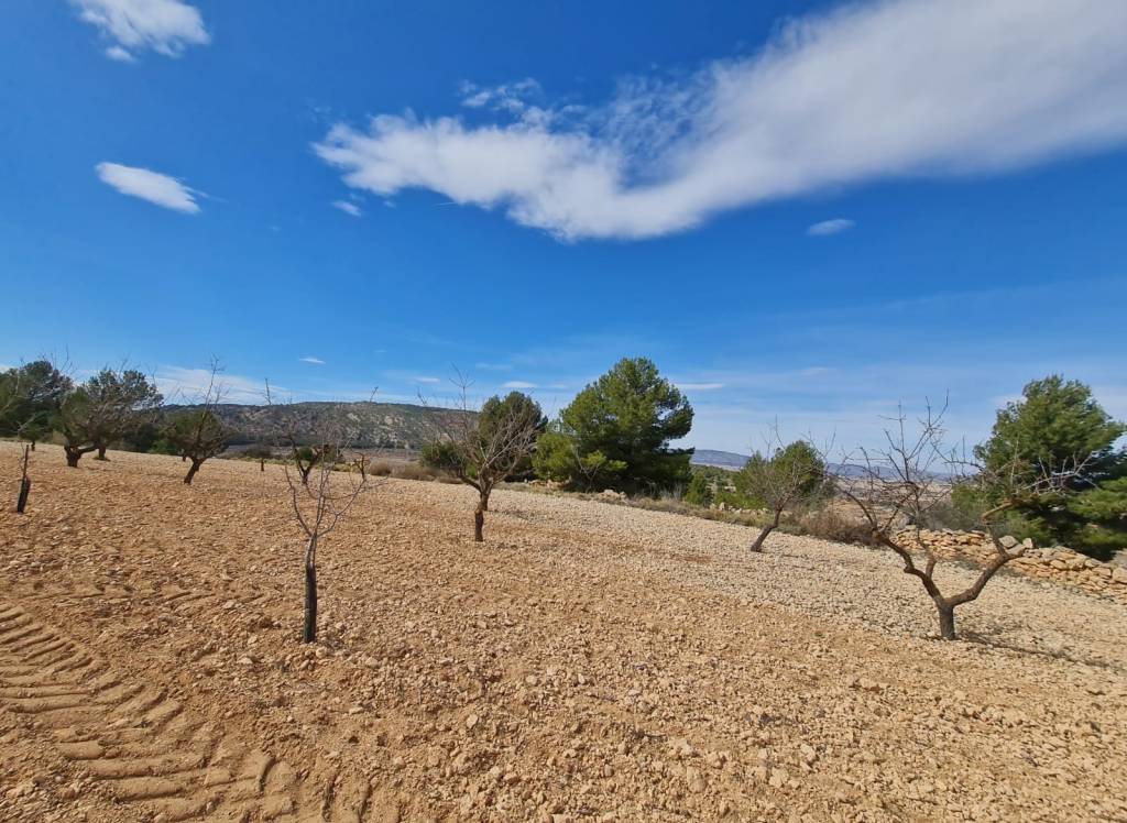 Venta - Terreno - Pinoso - Rural location