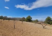 Venta - Terreno - Pinoso - Rural location
