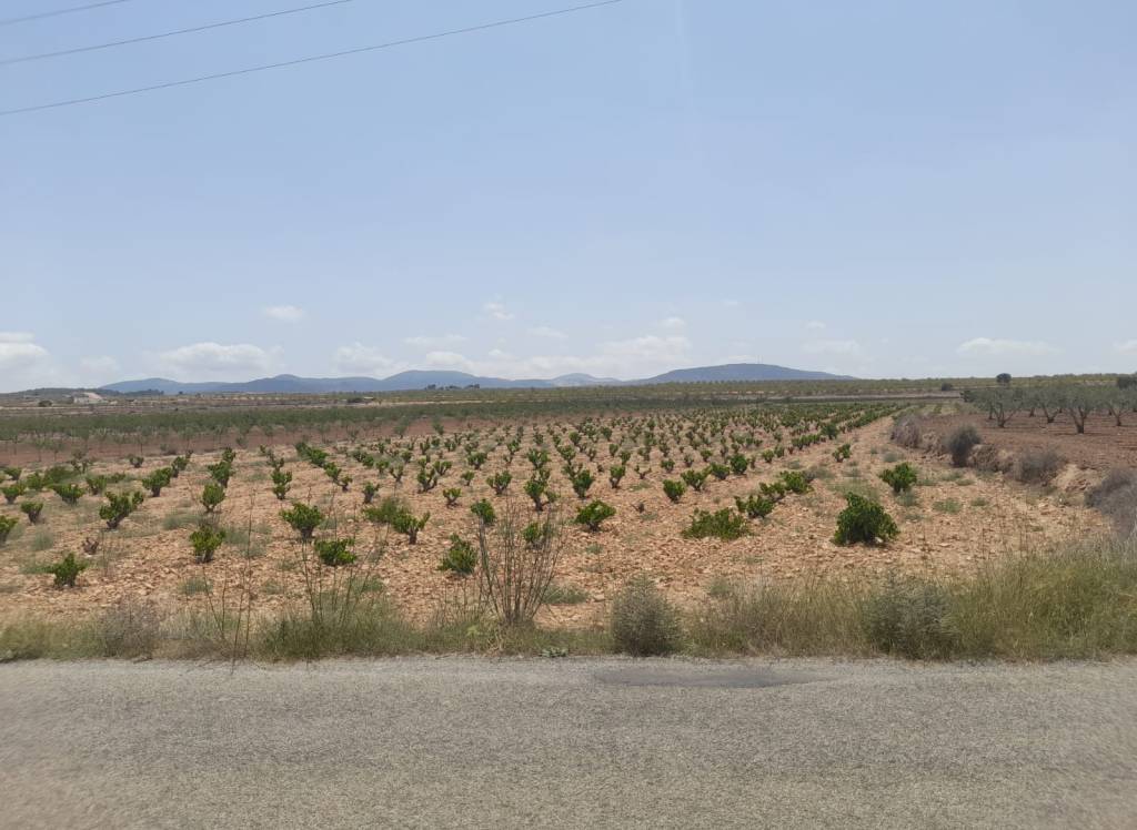Venta - Terreno - Pinoso - Rural location