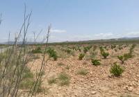 Venta - Terreno - Pinoso - Rural location