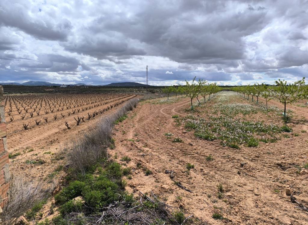 Venta - Terreno - Pinoso - Rural location