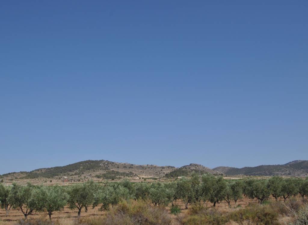 Venta - Terreno - Pinoso - Rural location