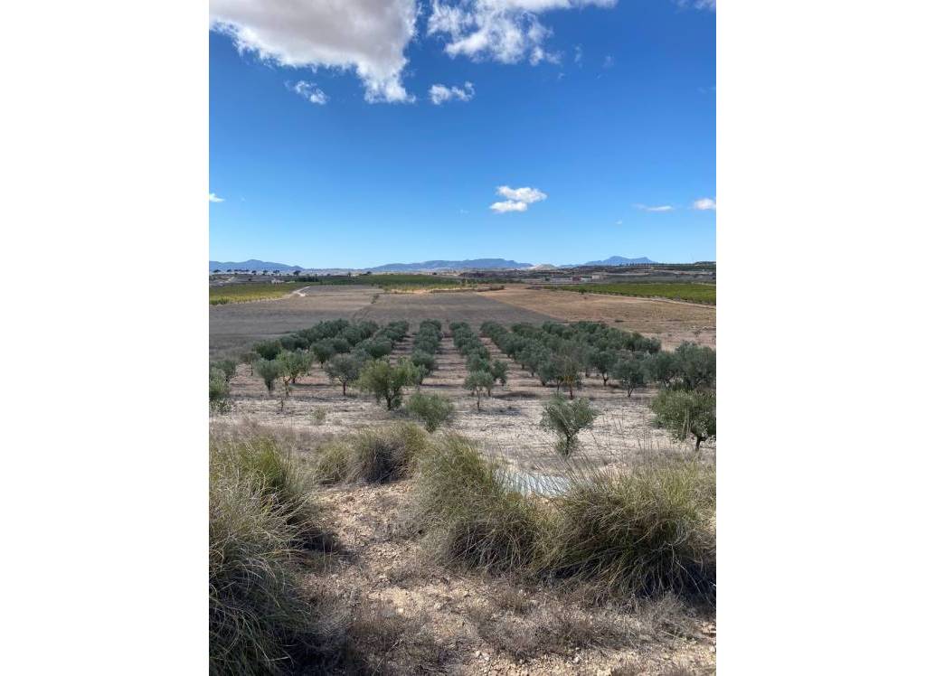 Venta - Terreno - Pinoso