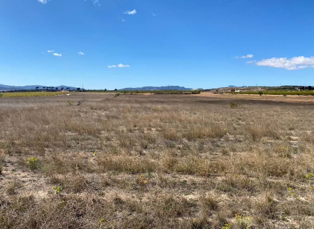 Venta - Terreno - Pinoso