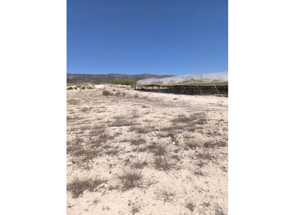 Venta - Terreno - Pinoso