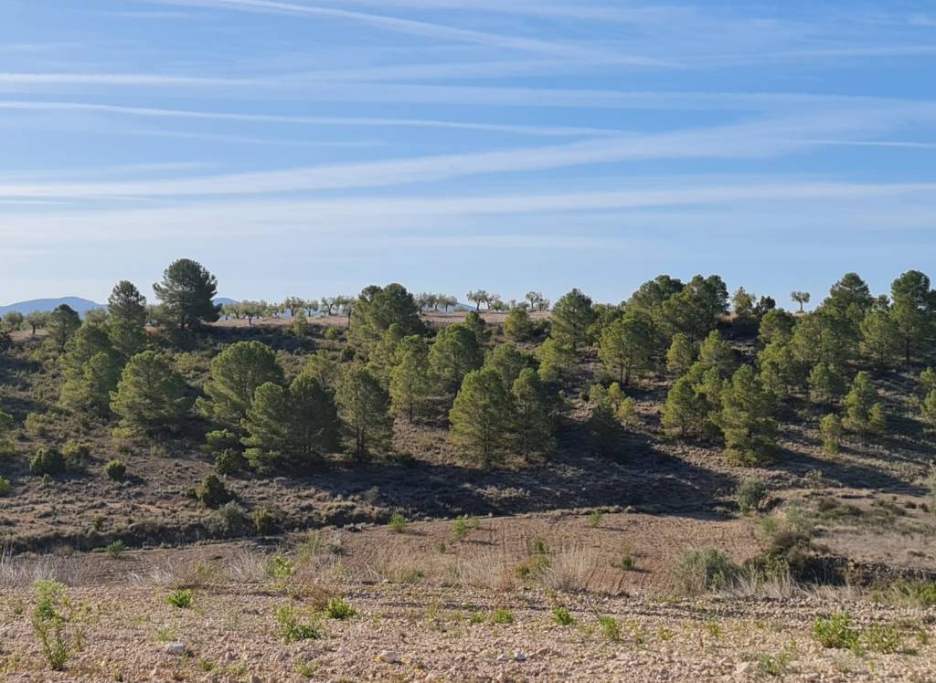 Venta - Terreno - Raspay - Rural location