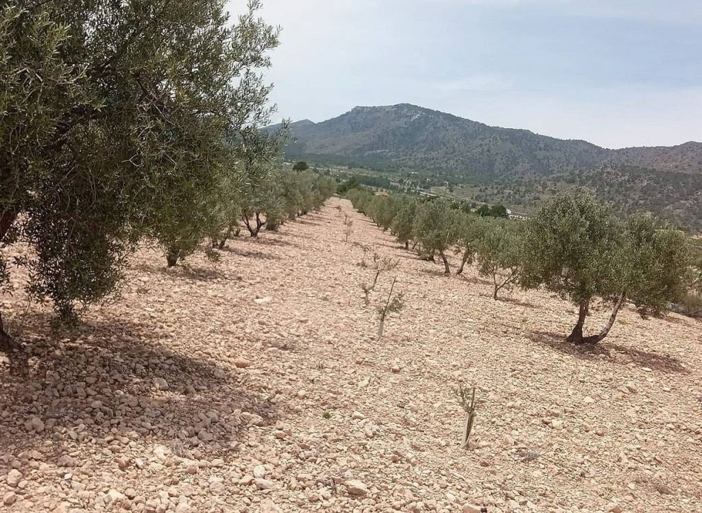 Venta - Terreno - Salinas