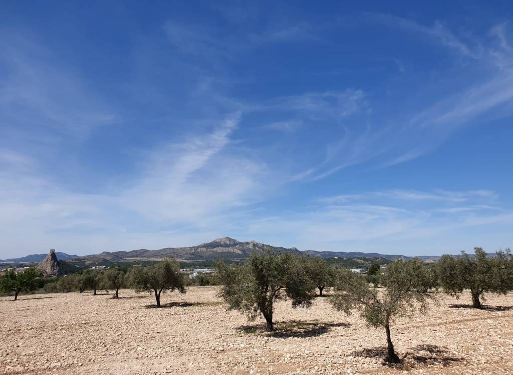 Venta - Terreno - Sax - Rural location