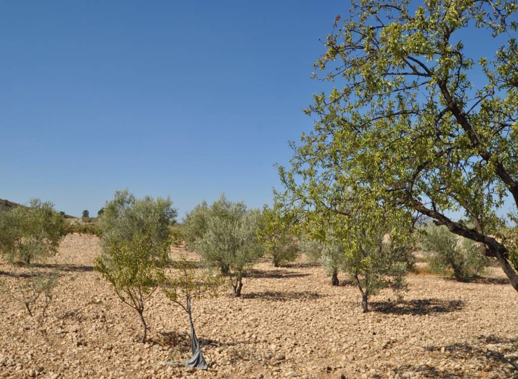 Venta - Terreno - Torre Del Rico - Rural location