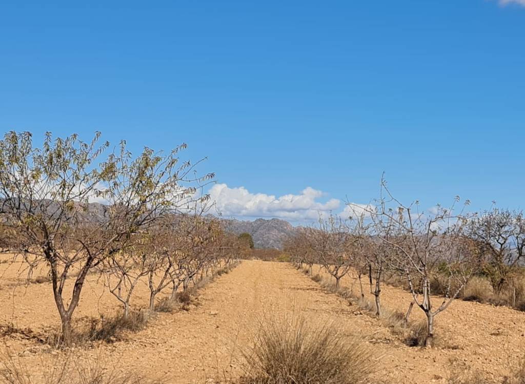 Venta - Terreno - Yecla - Rural location