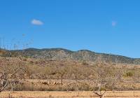 Venta - Terreno - Yecla - Rural location