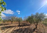 Venta - Terreno - Yecla - Rural location