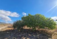 Venta - Terreno - Yecla - Rural location