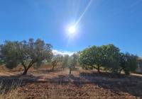 Venta - Terreno - Yecla - Rural location