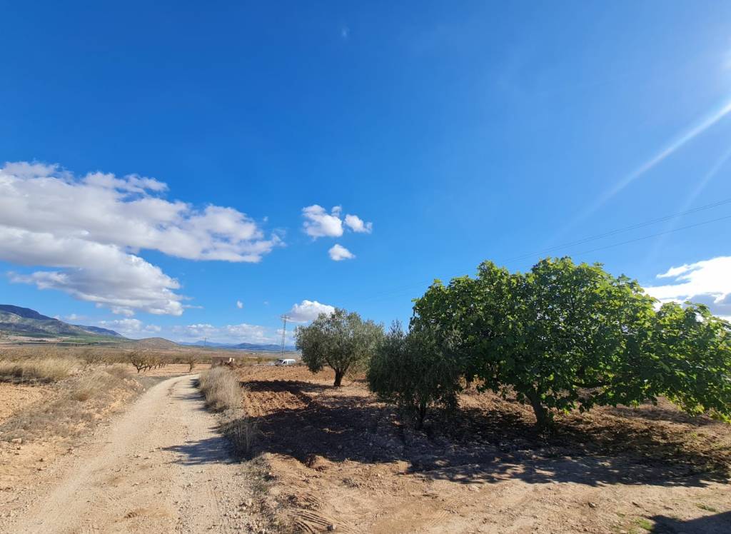Venta - Terreno - Yecla - Rural location