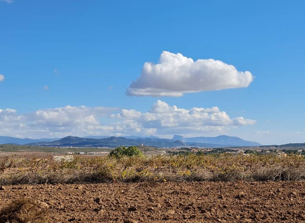 Venta - Terreno - Yecla - Rural location