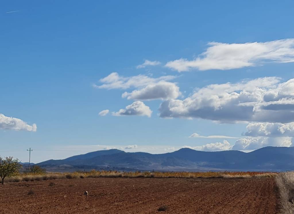 Venta - Terreno - Yecla - Rural location