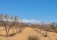 Venta - Terreno - Yecla - Rural location