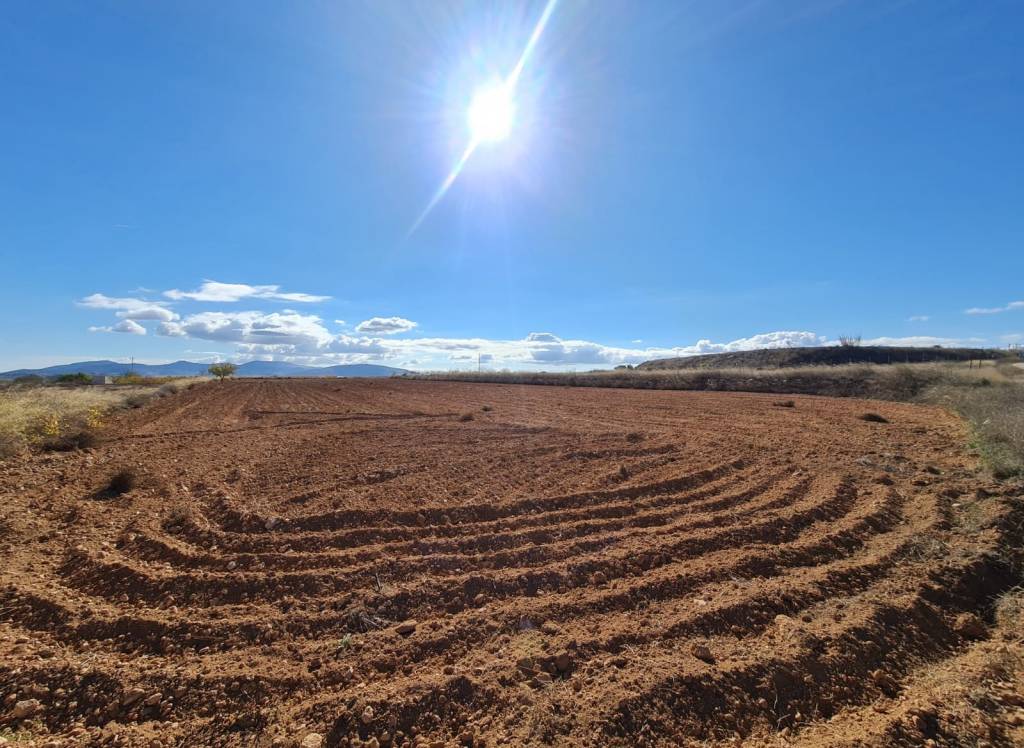 Venta - Terreno - Yecla - Rural location