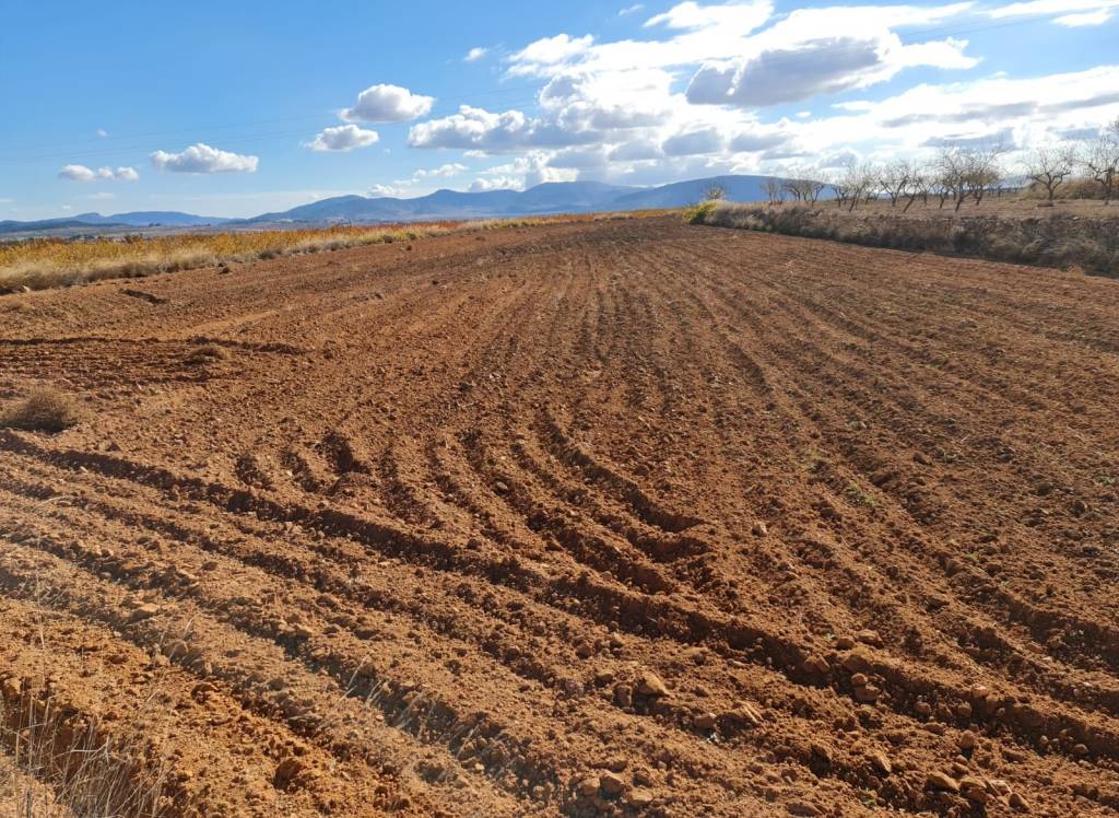 Venta - Terreno - Yecla - Rural location