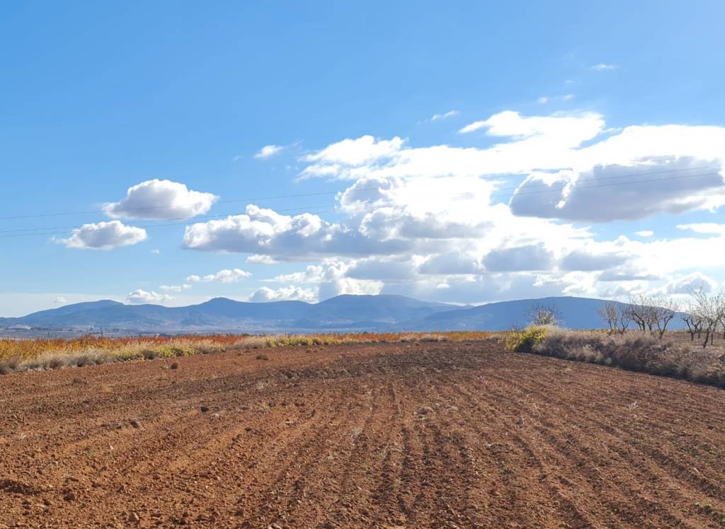 Venta - Terreno - Yecla - Rural location