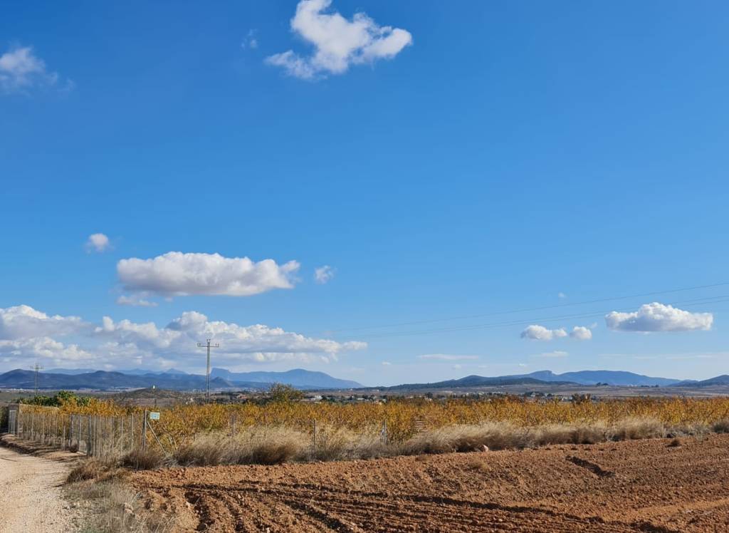 Venta - Terreno - Yecla - Rural location