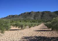 Venta - Terreno - Yecla