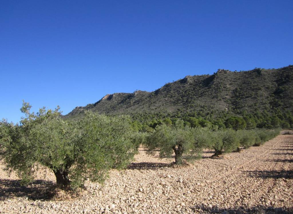 Venta - Terreno - Yecla