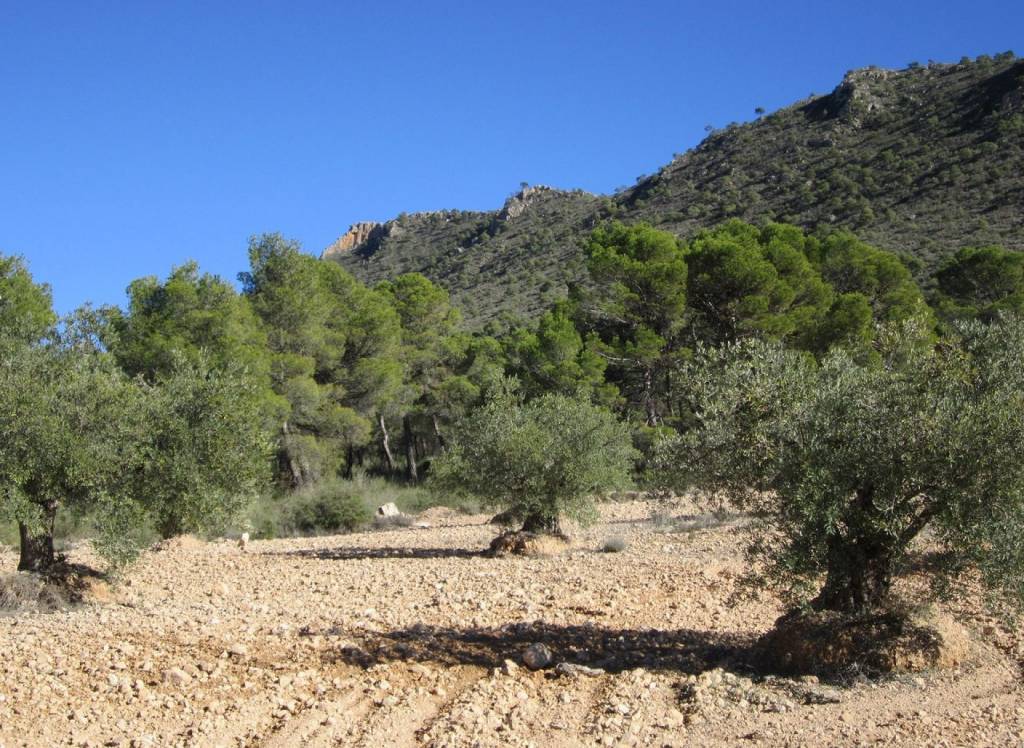 Venta - Terreno - Yecla