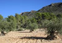 Venta - Terreno - Yecla