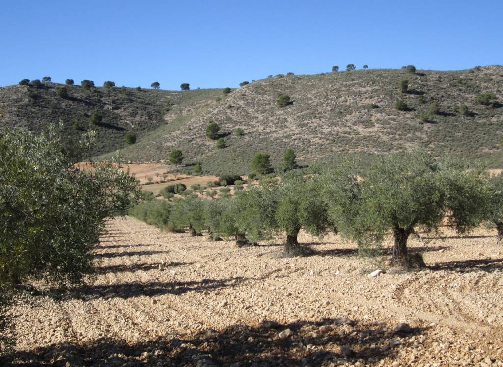 Venta - Terreno - Yecla