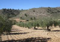 Venta - Terreno - Yecla