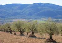 Venta - Terreno - Yecla