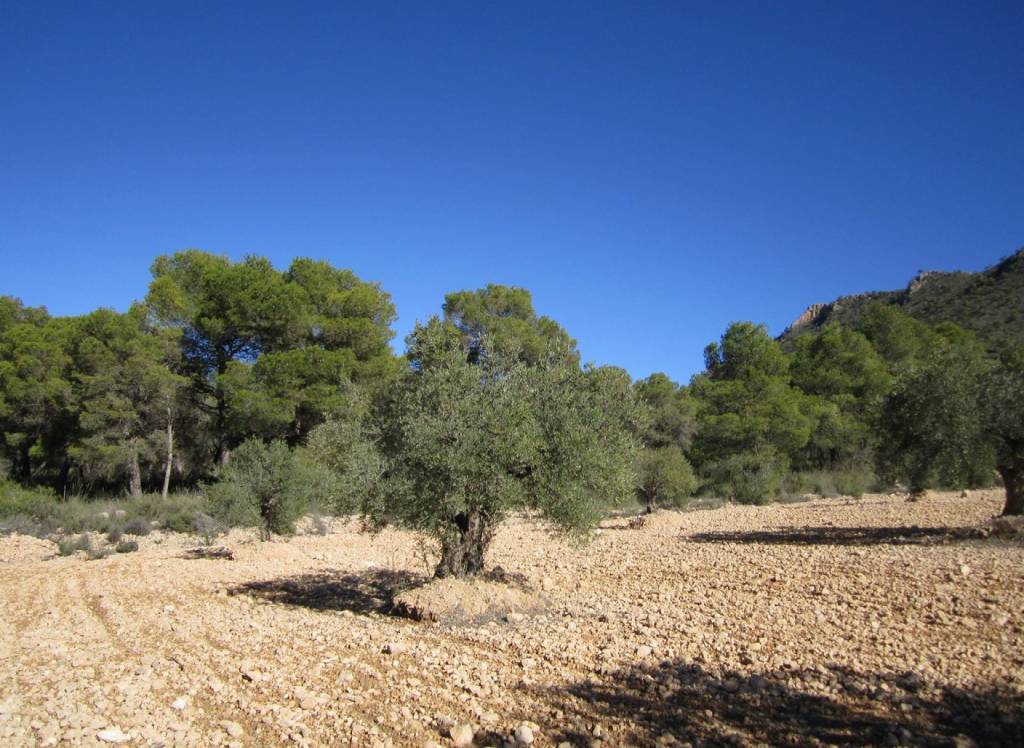 Venta - Terreno - Yecla