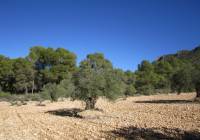 Venta - Terreno - Yecla