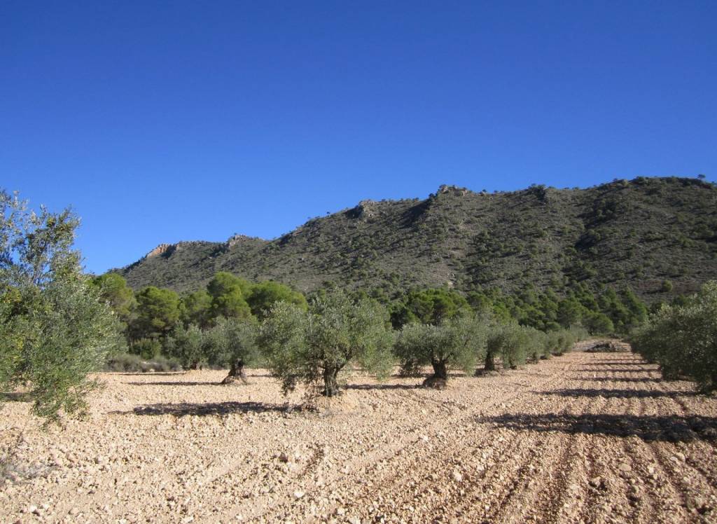 Venta - Terreno - Yecla