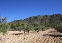 Venta - Terreno - Yecla