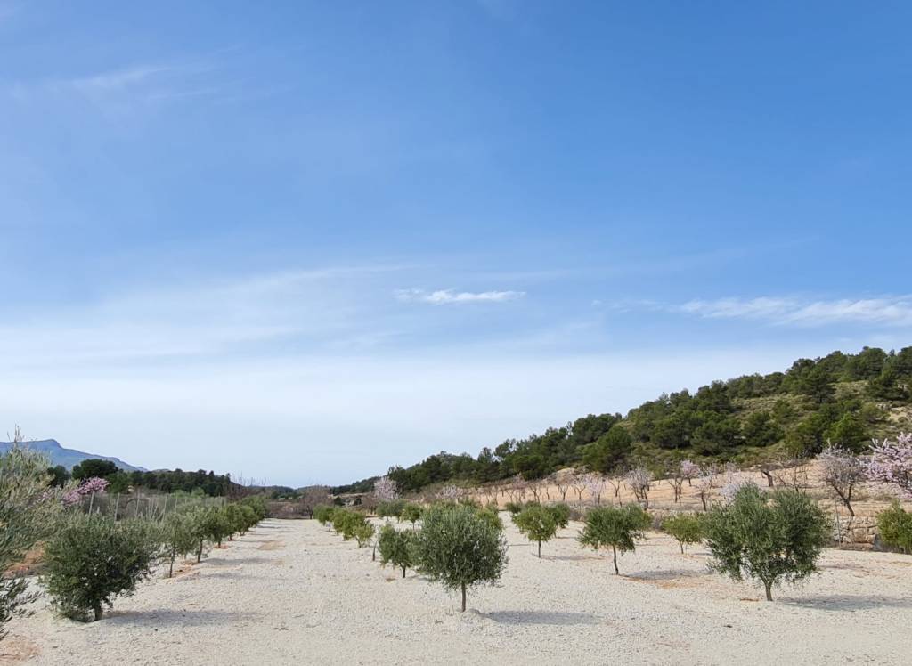 Venta - Villa - Abanilla - Urban location