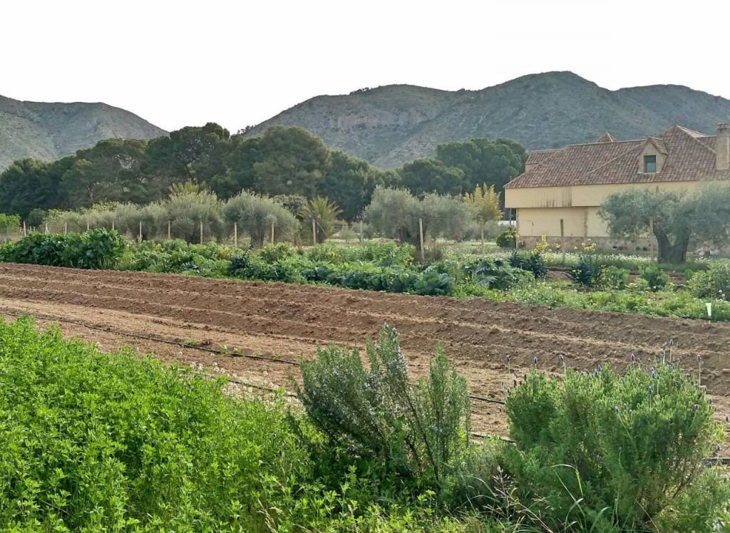 Venta - Villa - Aspe - Rural location